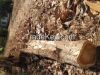 Whole Teak tree logs 