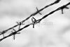 Barbed wire