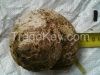 Trochus Shells
