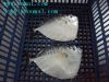 Frozen Moonfish