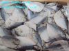 Frozen Moonfish