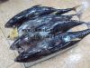 frozen big eye tuna