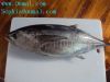 frozen big eye tuna