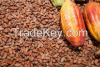 Cocoa beans 