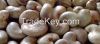 2016 Raw Cashew Nuts