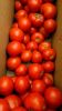 Tomatoes Fresh