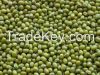  Green mung beans 