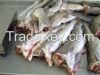 ATLANTIC AND PACIFIC C...
