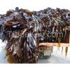 top quality fucoidan extract/kelp extract fucoidan 85%GC, 95%GC /fucoidan powder