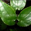 Icariin 50% 60% 80% 98% epimedium sagittatum extract.epimedium extract.epimedium extract icariin