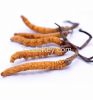 Herbal medicine extract polysaccharide cordyceps sinensis extract