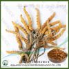 Herbal medicine extract polysaccharide cordyceps sinensis extract