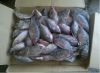  Best Quality Frozen Tilapia Whole Round Wholesale Price 500-800g Fresh Fish 