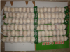 Best Quality 2015 Fresh Garlic now available in stock and huge quantity