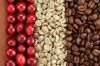 Robusta and Arabica coffee beans