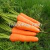 fresh carrots for sale