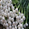 Chinese natural fresh ...