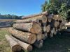 Wood Log, Wood Beam, W...