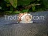 Escargot, Snail, Carac...