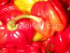 Trinidad Moruga Scorpi...