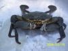 LIVE MUD CRABS (SCYLLA...