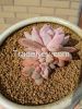 Bonsai Soil/Garden Soil/Akadama Soil/Horticulture Growing Media