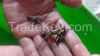 Baby Lobster(fingerling juvenile) Supplier