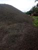Palm Kernel Shells