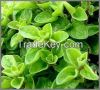 Organic Marjoram leaves