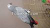 african grey parrot