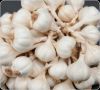  Fresh Garlic