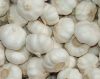 fresh gralic price normal white garlic  in 2018( Ms Anna +84988332914-whatsapp)