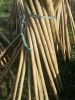 Bamboo poles, bamboo canes, dried yellow for agricultural and furniture