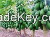  High quality red lady seeds papaya seed for sale pawpaw( Anna + 84988332914)