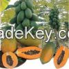  High quality red lady seeds papaya seed for sale pawpaw( Anna + 84988332914)