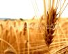 Wheat CIF Samsun, Turk...