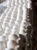 High Fresh Table Eggs ...