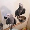 African Grey Parrots