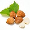 Wholesale Original Taste and Healthy Apricot Kernel With Shell