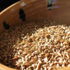 Best Quality Hot Selling Organic Dried Rye Grain for Bulk Purchase