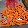 Bulk Fresh Delicious Carrots For Sale