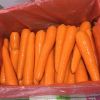 New crop fresh organic vegetables wholesale carot/carrot seeds price of carrots in bulk