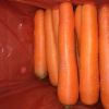 Fine price carrot farm fresh farm price carrot