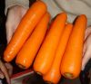 New crop fresh organic vegetables wholesale carot/carrot seeds price of carrots in bulk