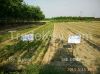 Urea N46% prilled and granular
