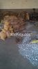 zinc ingots , for galv...