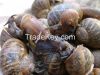 Sell 100 Ton. Snails H...