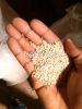 RAW NATURAL SUDANESE GEDDARIF WHITISH SESAME SEEDS