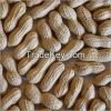 Groundnut Seeds