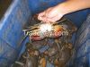 Live mud crab